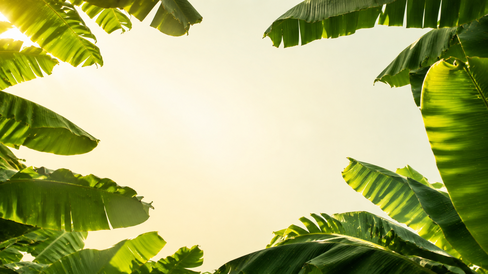 Tropical banana leaves framing warm sunlight